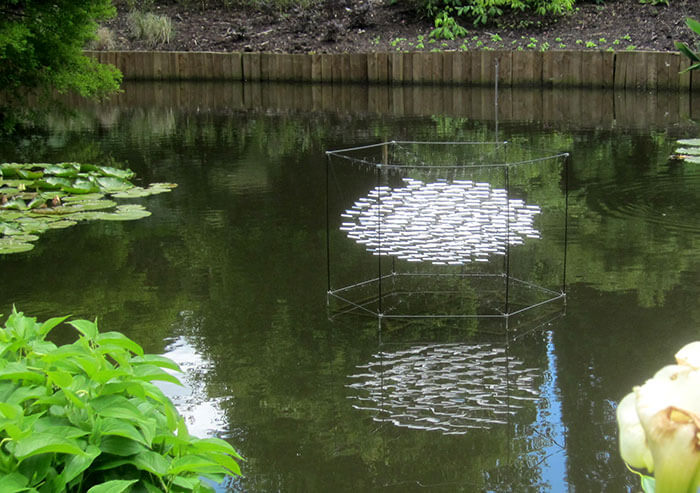 Shoal Sir Harold Hillier Garden 2016